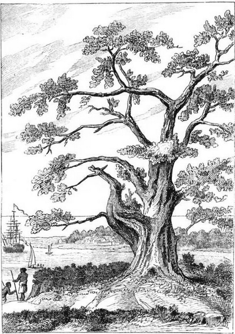 Tree, from beneath which Cook observed the transit of Venus